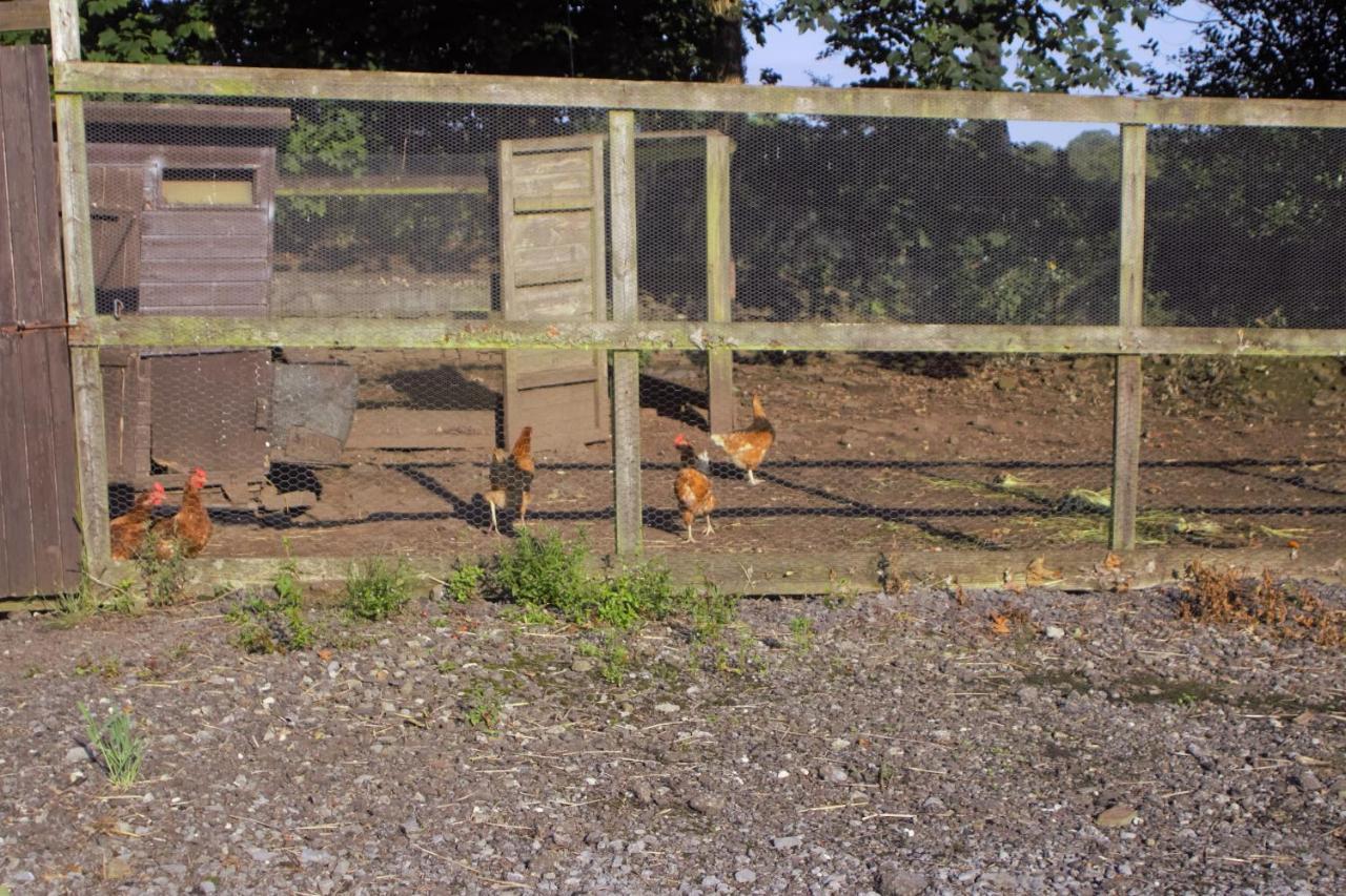 Plas Newydd Farm Llanedy Exterior photo